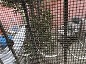 İcarəyə verilir  obyekt 70 m², Azadlıq Prospekti m., photo 8 from 8