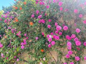 İcarəyə verilir 4 otaqlı həyət evi/bağ evi 350 m², Buzovna q., photo 6 from 8