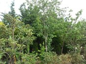 İcarəyə verilir 4 otaqlı həyət evi/bağ evi 350 m², Buzovna q., photo 8 from 8