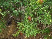 Satılır  torpaq 50 sot, Maştağa q., photo 6 from 8