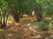 Satılır  torpaq 50 sot, Maştağa q., photo 5 from 8