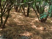 Satılır  torpaq 50 sot, Maştağa q., photo 7 from 8