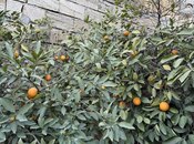 Продаётся 5-комн. дом/дача 250 м², photo 4 from 8