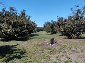 Satılır  torpaq 70 sot, photo 5 from 5