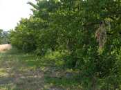 Продаётся  участок 120 сот, пос. Бузовна, photo 2 from 2