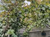 Продаётся 3-комн. дом/дача 120 м², пос. Мушфигабад, photo 6 from 8