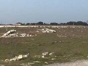 Продаётся  участок 2.8 сот, пос. Ени Сураханы, photo 2 from 3