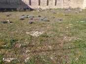 Продаётся  участок 60 сот, пос. Бадамдар, photo 3 from 5