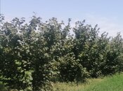 Продаётся  участок 100 сот, photo 2 from 4