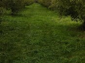 Elan №5875303 - Quba, Quba, 115 sot