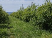 Satılır  torpaq 115 sot, photo 7 from 8