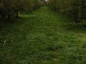 Satılır  torpaq 115 sot, photo 3 from 8