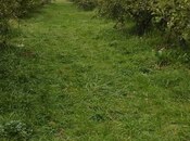 Satılır  torpaq 115 sot, photo 2 from 8