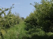 Satılır  torpaq 115 sot, photo 4 from 8