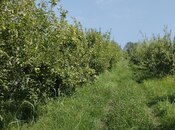 Satılır  torpaq 115 sot, photo 8 from 8