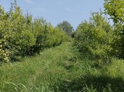 Satılır  torpaq 115 sot, photo 6 from 8