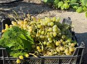 Продаётся  участок 10 сот, пос. Бильгях, photo 5 from 6