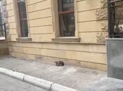 Satılır  obyekt 465 m², Biləcəri q., photo 3 from 6