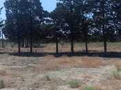 Продаётся  участок 100 сот, пос. Шувеляны, photo 4 from 4