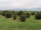 Elan №5878393 - Xaçmaz, Xaçmaz, 46 sot