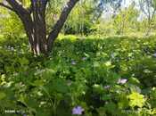 İcarəyə verilir 3 otaqlı həyət evi/bağ evi 100 m², photo 2 from 8