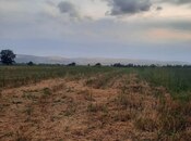 Satılır  torpaq 50 sot, photo 3 from 4