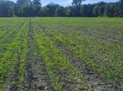 Объявление №5881627 - Гах, Гах, 100 сот