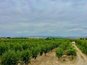 Satılır  torpaq 800 sot, photo 4 from 8