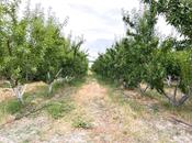 Satılır  torpaq 800 sot, photo 5 from 8