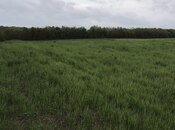 Satılır  torpaq 130 sot, photo 2 from 3