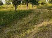 Elan №5884622 - Şabran, Şabran, 65 sot