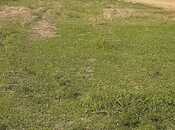 Elan №5884633 - Şabran, Şabran, 1 sot