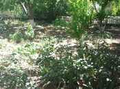 Satılır  torpaq 6 sot, Badamdar q., photo 1 from 6