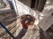 Satılır  torpaq 33 sot, Görədil q., photo 7 from 8