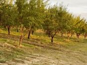 Satılır  torpaq 250 sot, photo 2 from 8