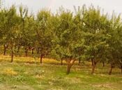 Elan №5887462 - Hacıqabul, Hacıqabul, 250 sot