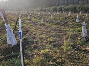 Elan №5887461 - Lənkəran, Lənkəran, 93.4 sot