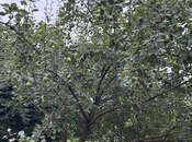 Продаётся 6-комн. дом/дача 350 м², photo 7 from 8