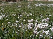 Satılır 4 otaqlı həyət evi/bağ evi 100 m², Şubanı q., photo 7 from 8