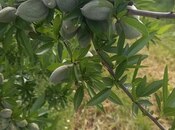 Satılır  torpaq 1 200 sot, photo 3 from 4