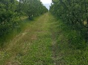 Satılır  torpaq 1 200 sot, photo 2 from 4