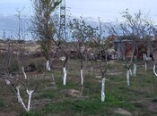 Продаётся  участок 7 сот, пос. Бюльбюля, photo 3 from 8