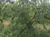 Satılır  torpaq 1 200 sot, photo 3 from 3