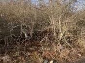 Satılır  torpaq 12 sot, photo 3 from 8