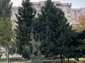 Satılır 2 otaqlı köhnə tikili 60 m², Yeni Yasamal q., photo 4 from 8