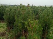 Satılır  torpaq 50 sot, photo 8 from 8