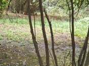 Satılır 3 otaqlı həyət evi/bağ evi 60 m², photo 5 from 8