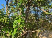 Продаётся  участок 6 сот, Хатаинский р., photo 6 from 8