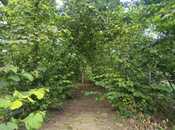 Satılır 4 otaqlı həyət evi/bağ evi 360 m², photo 2 from 8