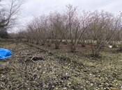 Elan №5896117 - Xudat, Xudat, 44 sot